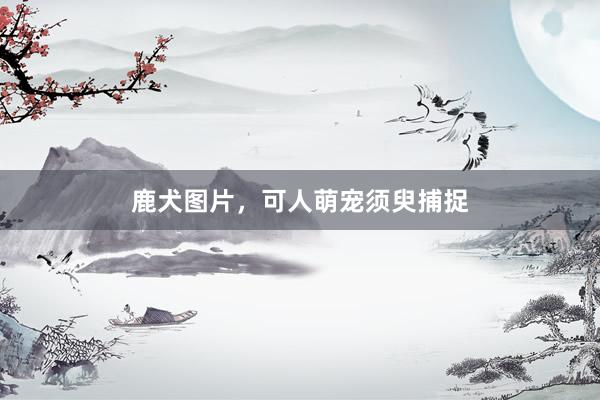 鹿犬图片，可人萌宠须臾捕捉